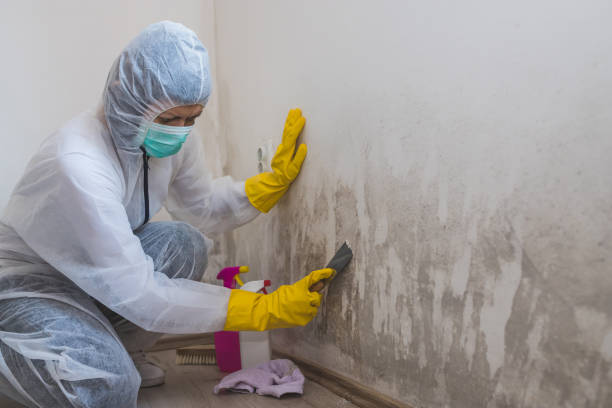 Best Mold Testing  in Ckam Housing, HI