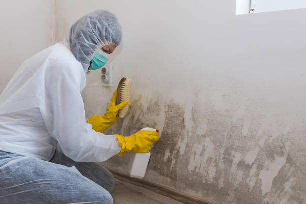 Best Residential Mold Removal  in Ckam Housing, HI