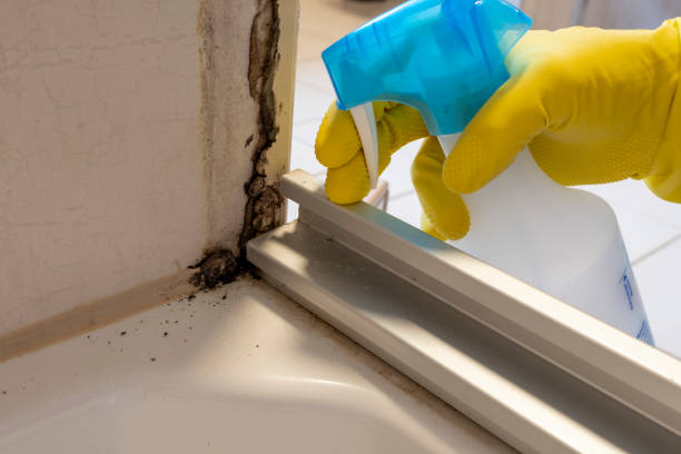 Best Best Mold Removal Companies  in Ckam Housing, HI