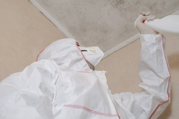 Best Mold Testing  in Ckam Housing, HI