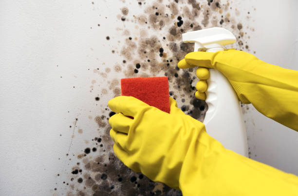 Best Same-Day Mold Removal  in Ckam Housing, HI