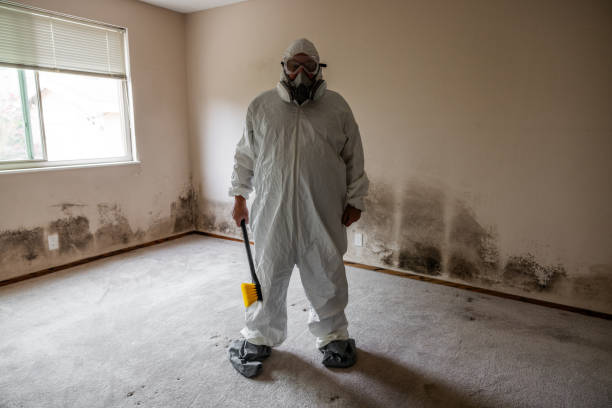 Best Toxic Mold Removal  in Ckam Housing, HI