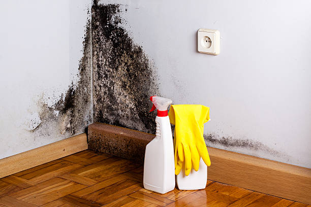 Best Black Mold Removal  in Ckam Housing, HI
