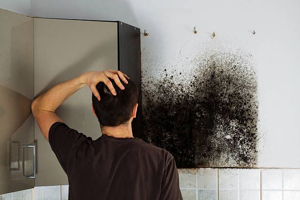 Best Mold Testing  in Ckam Housing, HI
