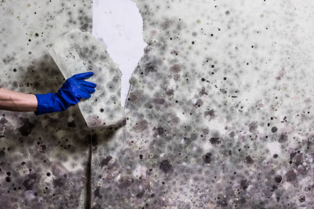 Best Emergency Mold Removal  in Ckam Housing, HI