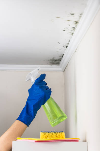 Best Home Mold Removal  in Ckam Housing, HI