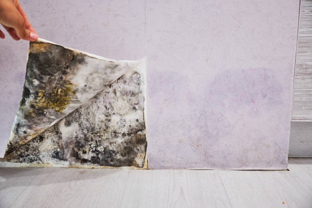 Professional Mold Removal in Hickam Housing, HI